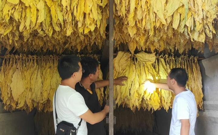 福泉：生物质颗粒智能化烘烤 助力烤烟工业提质增效