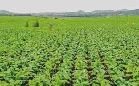 生物质燃料取代煤炭做热源 罗平县趟出烟叶烘干新路子